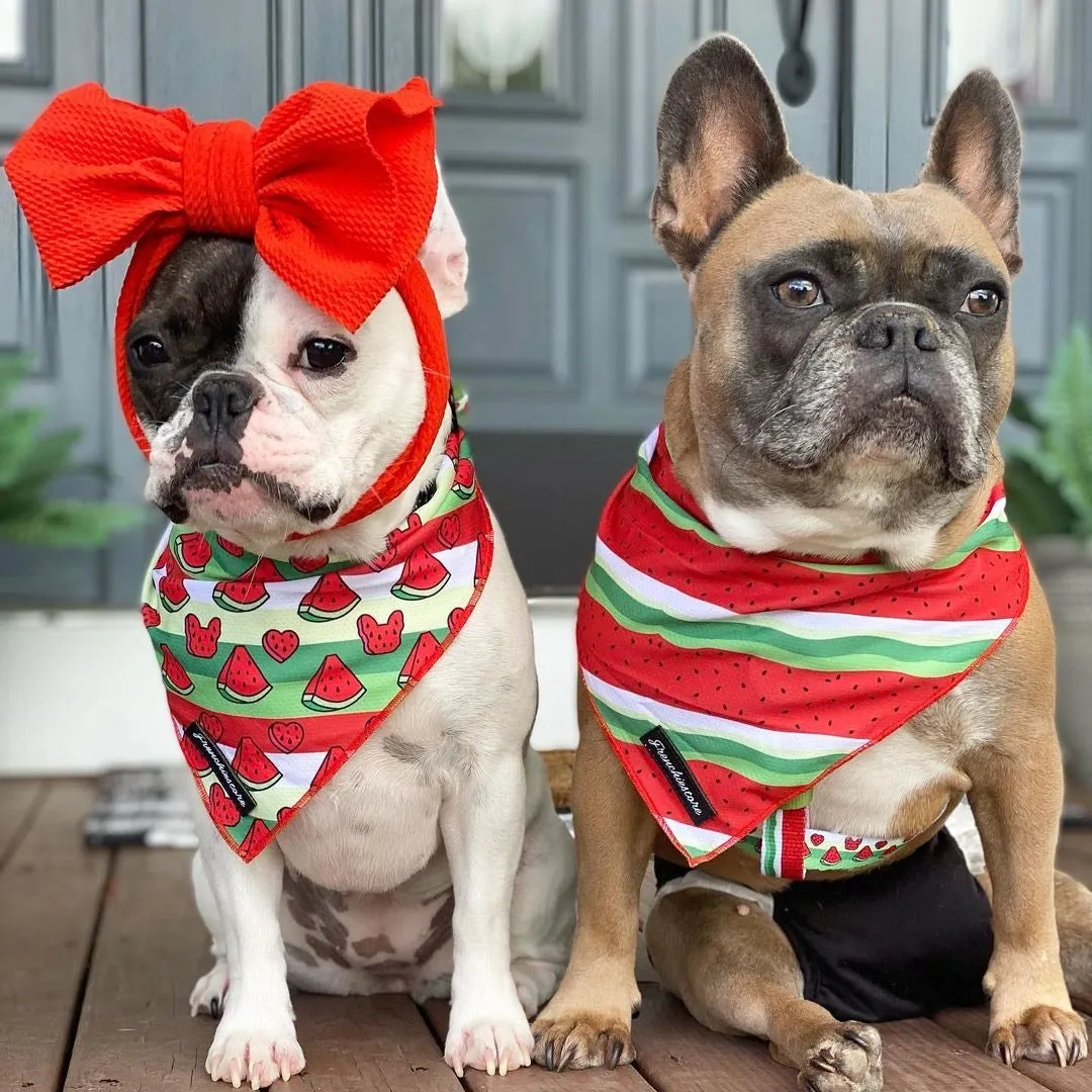 Frenchiestore Dog Cooling Bandana | Watermelon