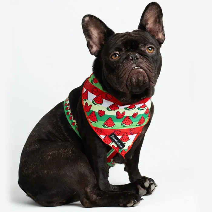 Frenchiestore Dog Cooling Bandana | Watermelon